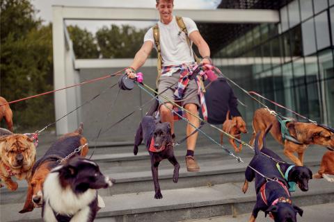 Man walking many dogs