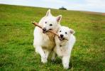 Dogs with stick