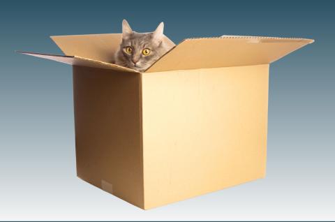 Cat in a box