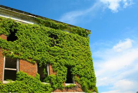 Building covered with vines