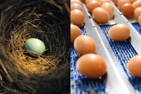 Eggs