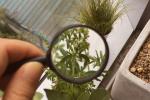 Magnifying glass