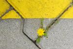 Dandelion weed grows between bricks in the pavement