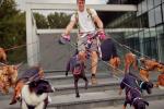 Man walking many dogs